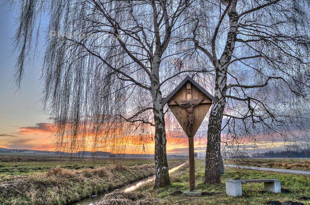 Birken (Foto: Hans Stoll) Birken (Foto: Hans Stoll)