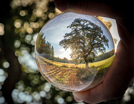 Preisverleihung Fotowettbewerb »Kraftquelle Baum« am 5.12.2023
