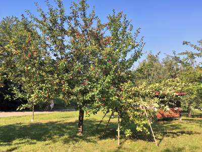 Obstbaumschnitt (Foto: Kreisfachberatung)