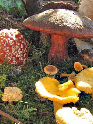 Pilze im Wald (Foto: Erwin Pommer)